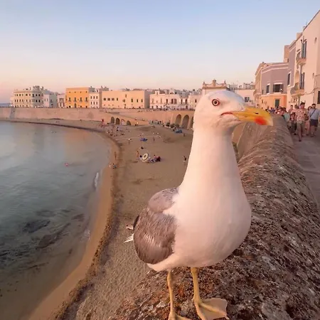 Zaira 别墅 加利波利