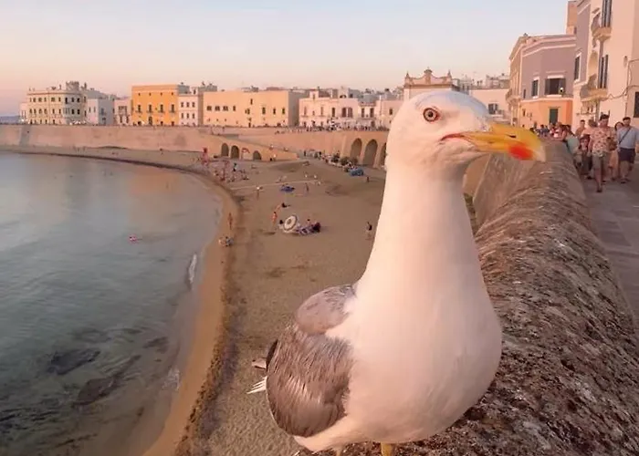 Zaira Villa Gallipoli